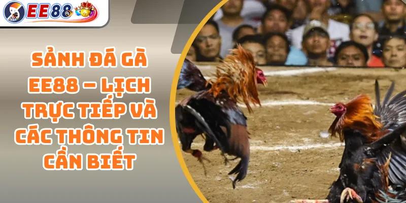 Sảnh Đá Gà EE88 – Lịch Trực Tiếp Và Các Thông Tin Cần Biết